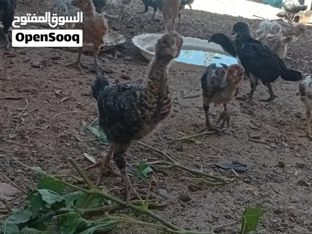 صيصان دجاج
