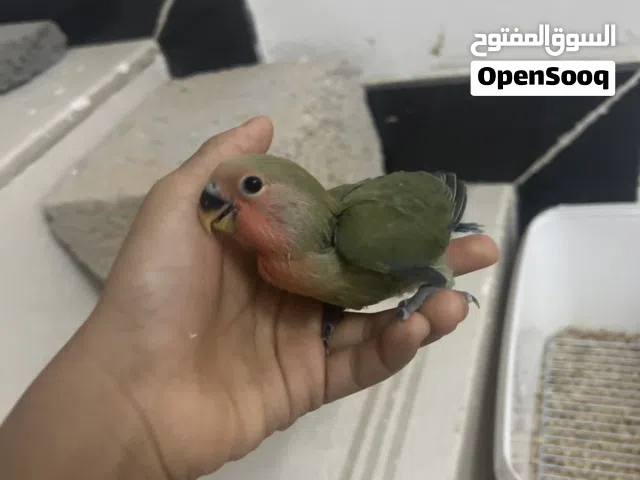 فرخ ببغاءوز
