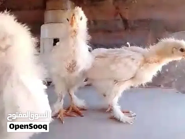 براهما ابيض صيصان وبلدي ورود ايلاند