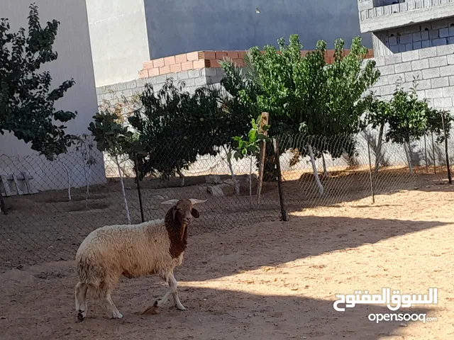 خروف وطني بسم الله مشاء الله هجين برقاوي عمره 6شهور  متع تربيه مطلع فحل ربي يبارك او عيد لبيشد.