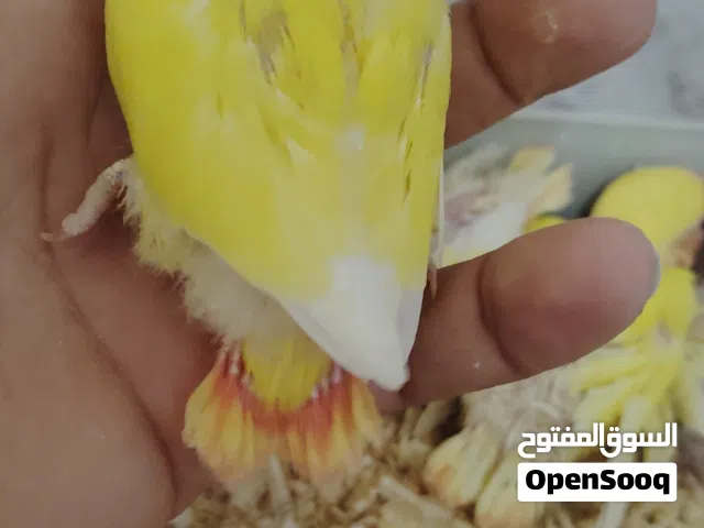 متاح بفضل الله انتاج بركديلو ترويض