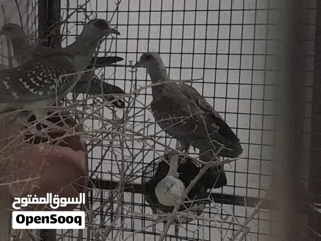 حمام افريقي