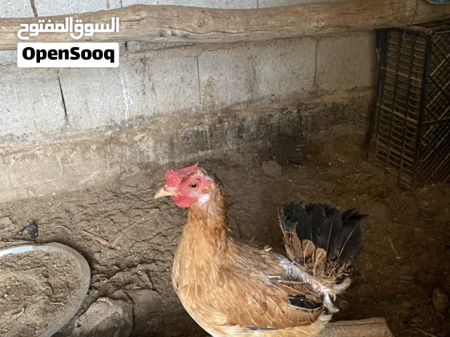 دجاجتين بياضات