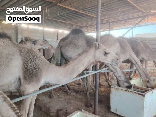 قعدان للبيع