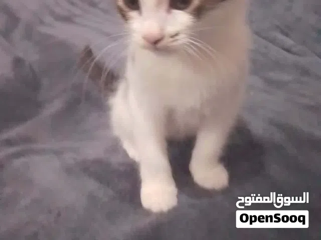 قطط للتبني