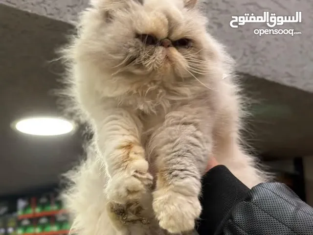 قطه انثى بيكي فيس