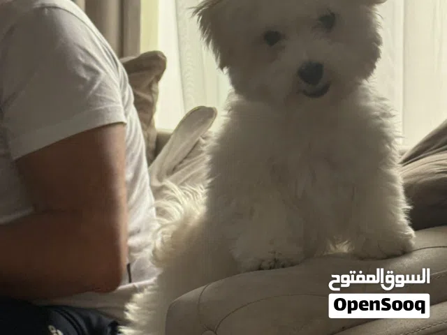 مالتيز انثى