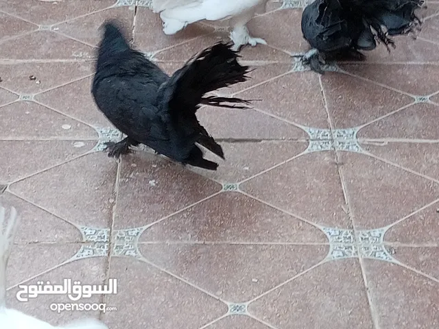 حمام هزاز للبيع