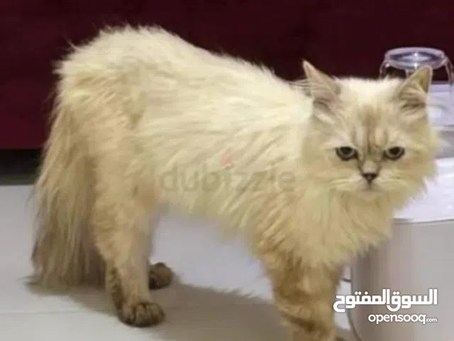 Very cute male cat very kind and lovely looking for loving family