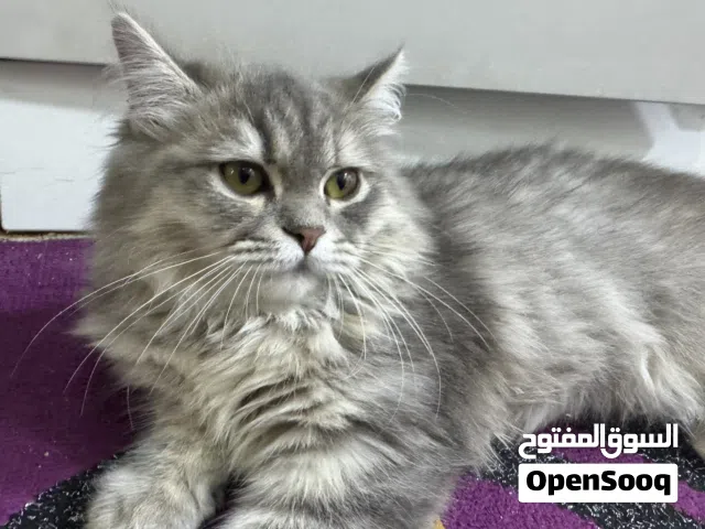 قطه ذكيه  وجميله