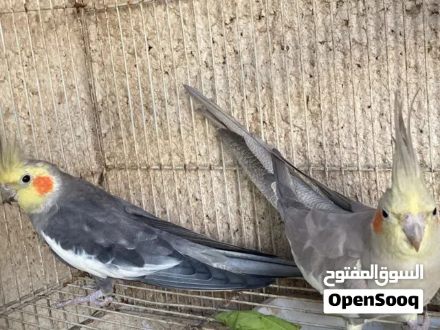 زوج كوكتيل منتج