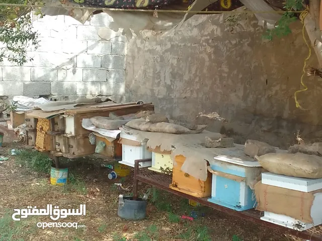 نحل للبيع قوي ماشاءالله