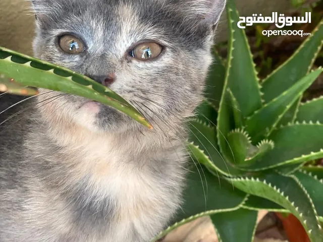 قطوسة خليط همالايا وشيرازي