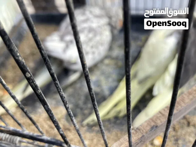 كوكتيل اليف ما بعض بوقف ع اليد  طيرتين كوكتيل منتجات جوز هوقو رومو الزرقاء