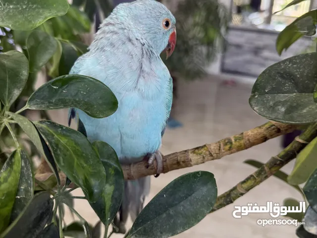 ببغاء دورة ازرق للبيع و ببغاء كنيور أناناس و كنيور جرين شك للبيع