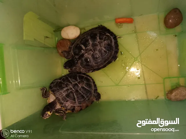 للبيع سلحفاتين كبار جامبو ب 35 دينار