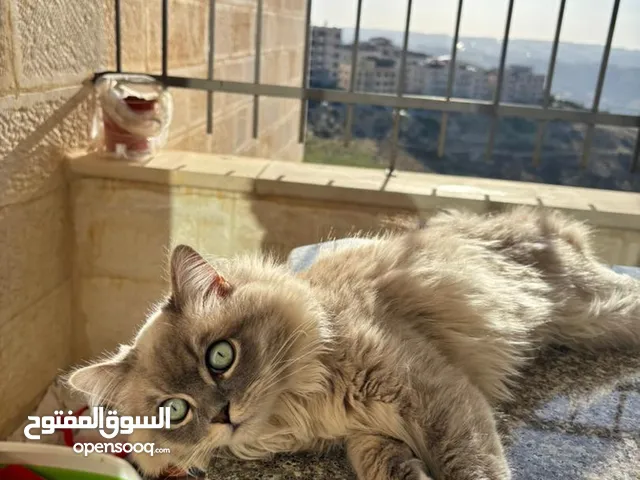 قط ذكر همالايا