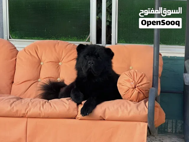 Pure chowchow female  انثى تشاو تشاو -اسود Black- Blue tongue-fluffy coat