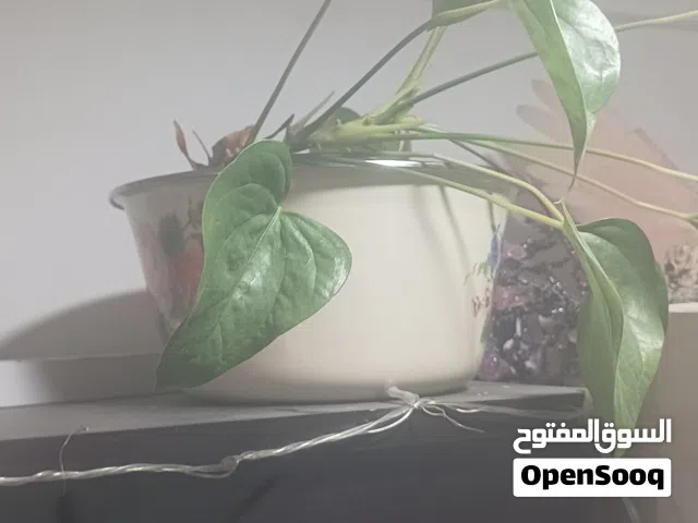Indoor plants for sale