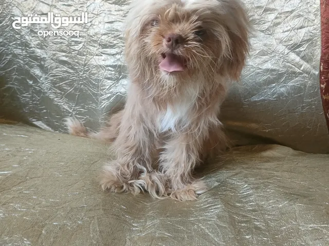 والد هفانيز أمور 9شهور