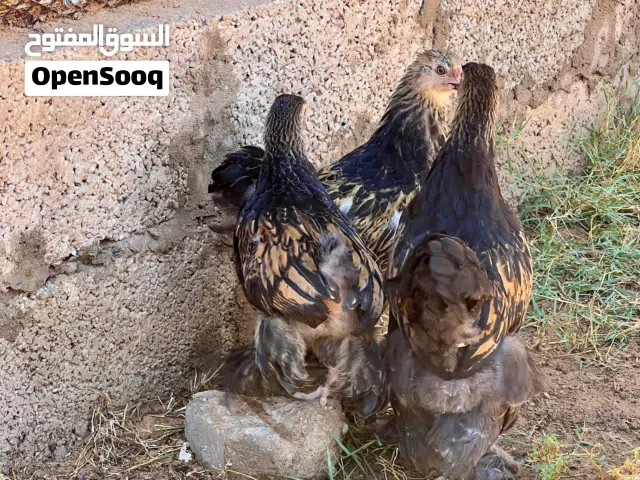 شواشيو براهما سبرايت اقرا الوصف