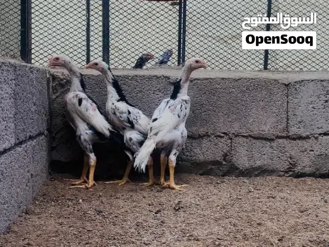 مطلوب مطلوب فروخ شامو ألماني
