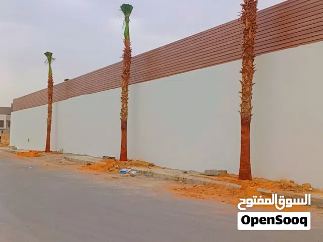 نخيل_واشنطني_للبيع
