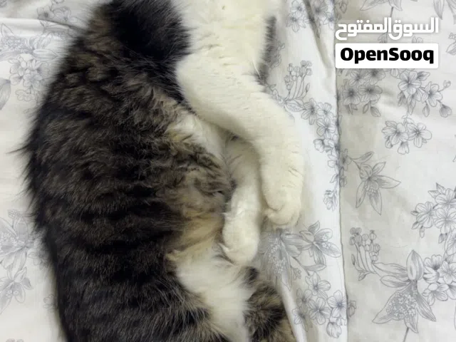ثلاث قطط اعمارهم سبع شهور (تبني)