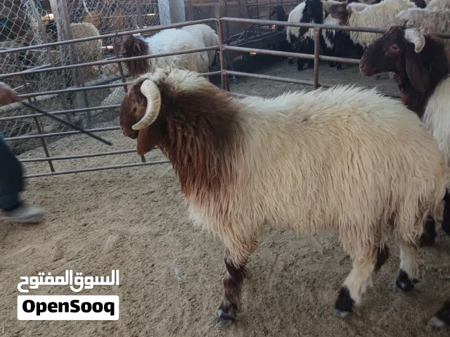 قصاب#قصاب #الكويت #مبارك_الكبير #الفردوس #بيان  مشرف  6  القرين_القصور_العدان_مبارك  اعلانات_الكويت