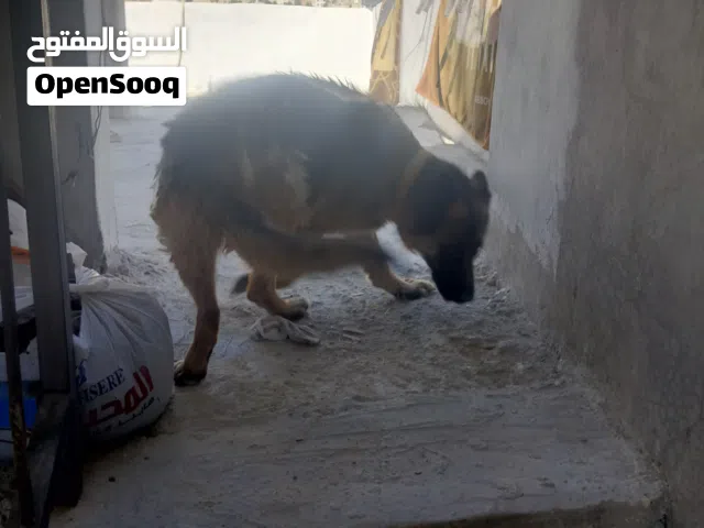 كلبة جيرمن للبيع