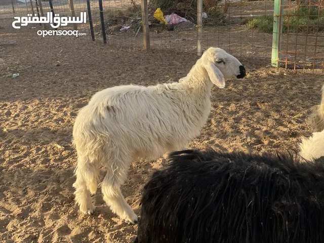 كبش تحدي للبيع