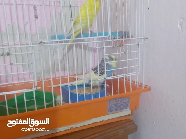 طيور حب للبيع