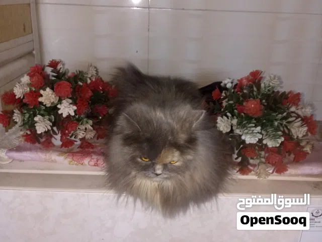 بزونه شيرازي مون فيس نوعية كلش حلوه وراقيه