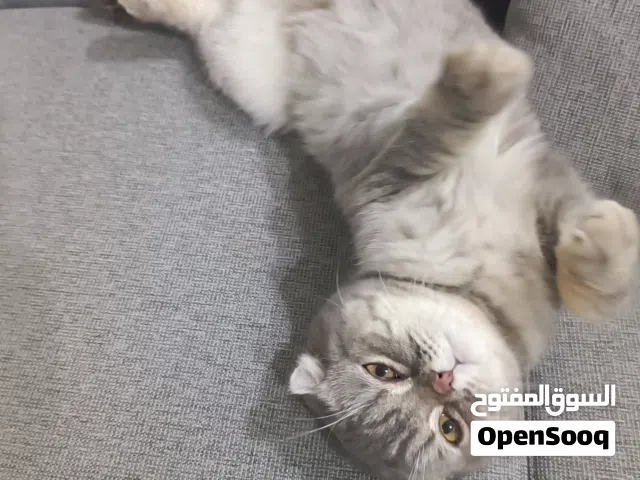 للبيع قطه نوع سكوتش فولد حامل من سكوتش فولد مطوي الاذن مستورده  تتميز بوجه جميل مستدير وعيونًا كبيره