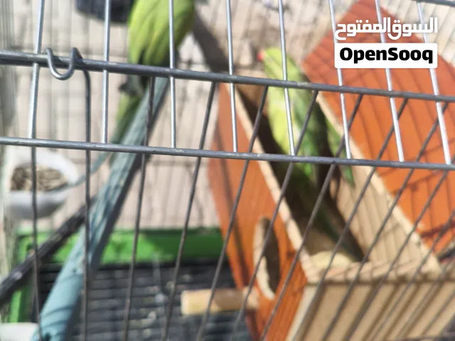 ببغار الدره