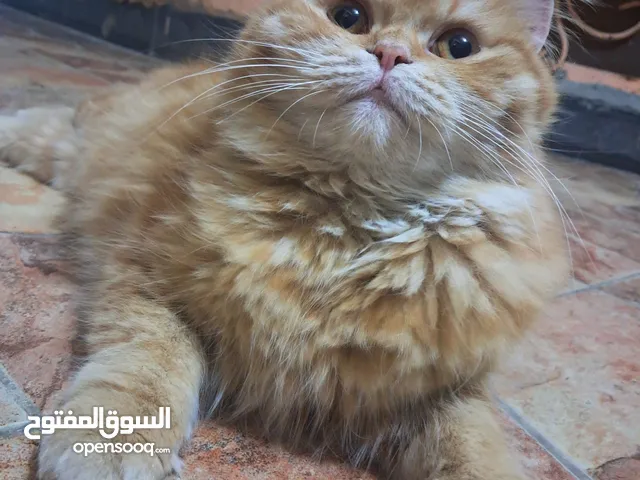 قطة للبيع شيرازية