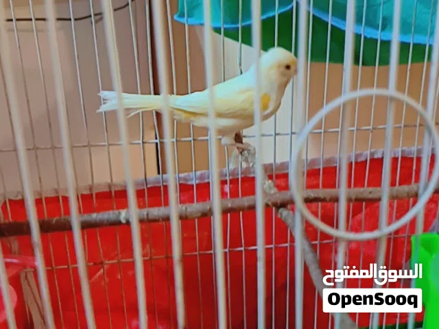 سلام عليكم زوج كناري فول الفحل ابيض والنثيه صفره