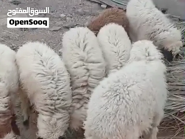 خرفان للبيع في شط العرب التنومه نهر حسن كردلان