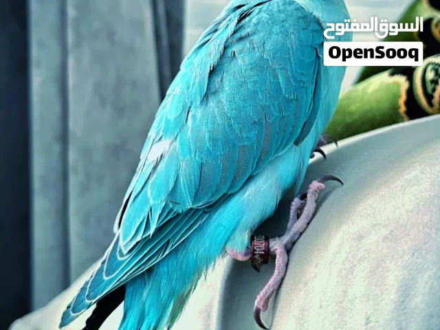 للبيع متوه لون ازرق العدد2 واحد 45