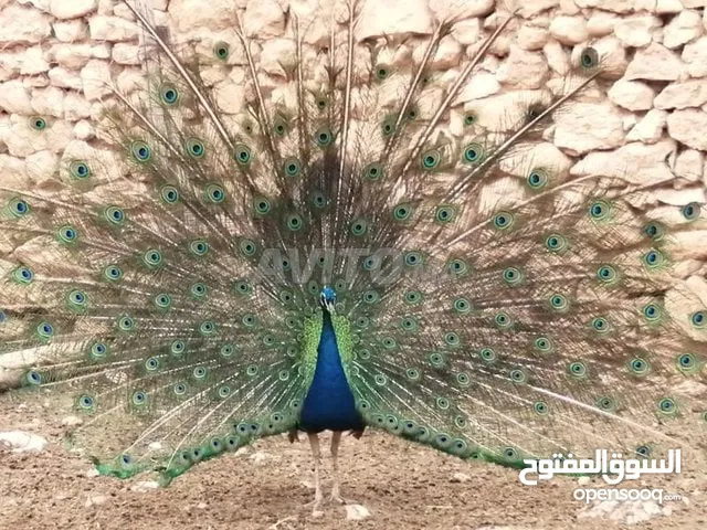 طاووس حر رائع جدا