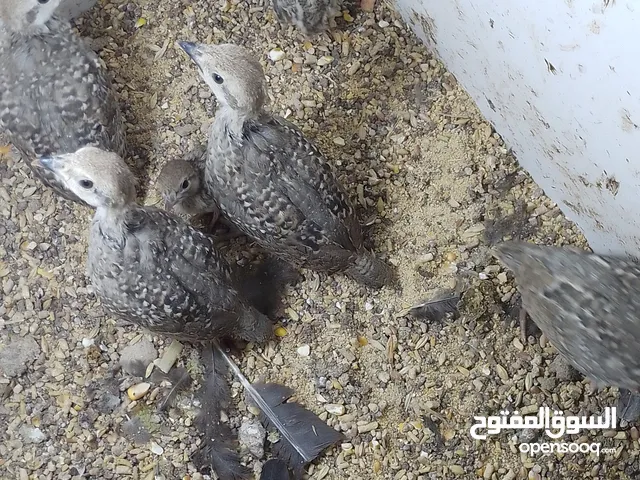 متوفر 3جواز حجل بلدي شغالات العمر حوالي سنتين تفقيس جاجه   جاجه قرقه تحتها 8فراخ حجل  12بيضه حجل