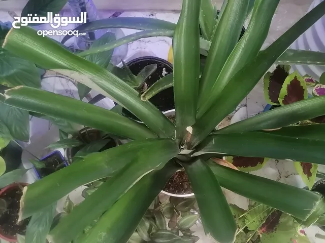 نبات الانناس للبيع نوع العسلي.. نبتة نظيفة ومزروعة بتربة بيتموس.