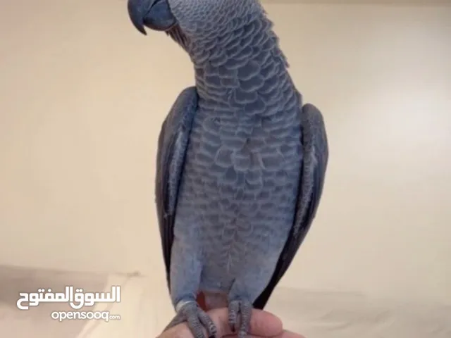 كاسكو فرخ للبيع