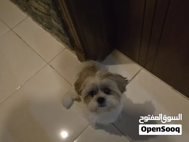 shitzu dog for sale