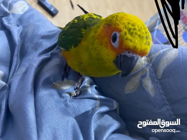صن كنيور للبيع