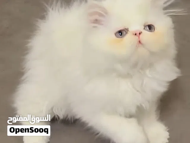 بسم الله للبيع بنوته هيمالايا اروانج زي القمر
