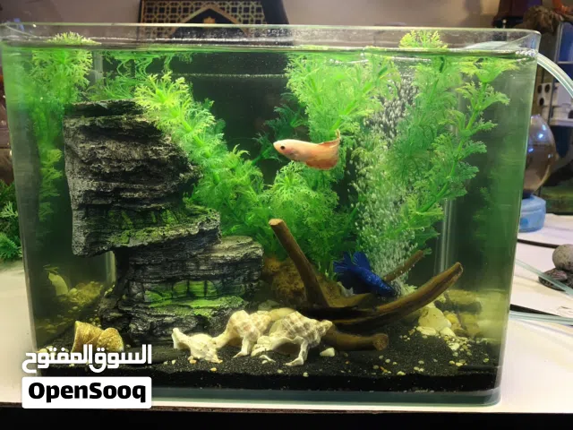 حوض حجم صغير بكامل اكسسوارته