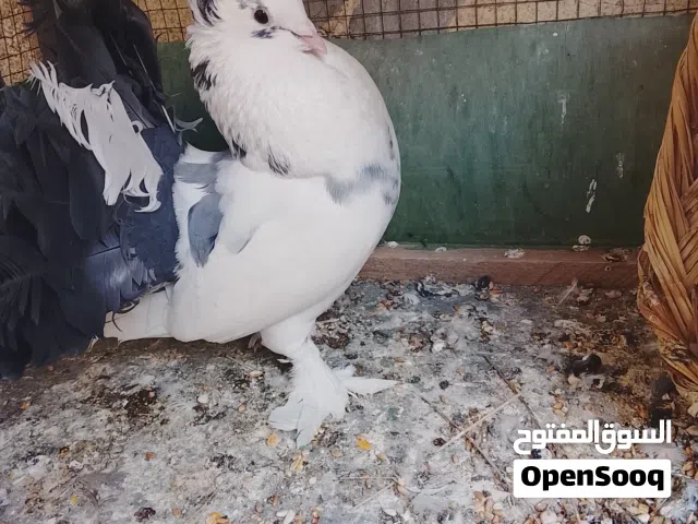 فحل عرايس مكعكل ومكلش ومستوى حلو للبيع فحل جاهز