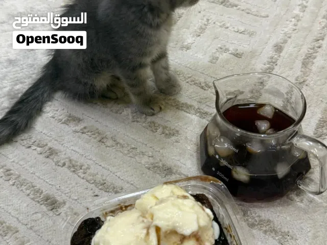 قطتين للبيع (ذكر وانثى)