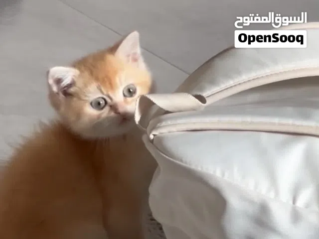 قطط سكوتش ستريت جولد ny12